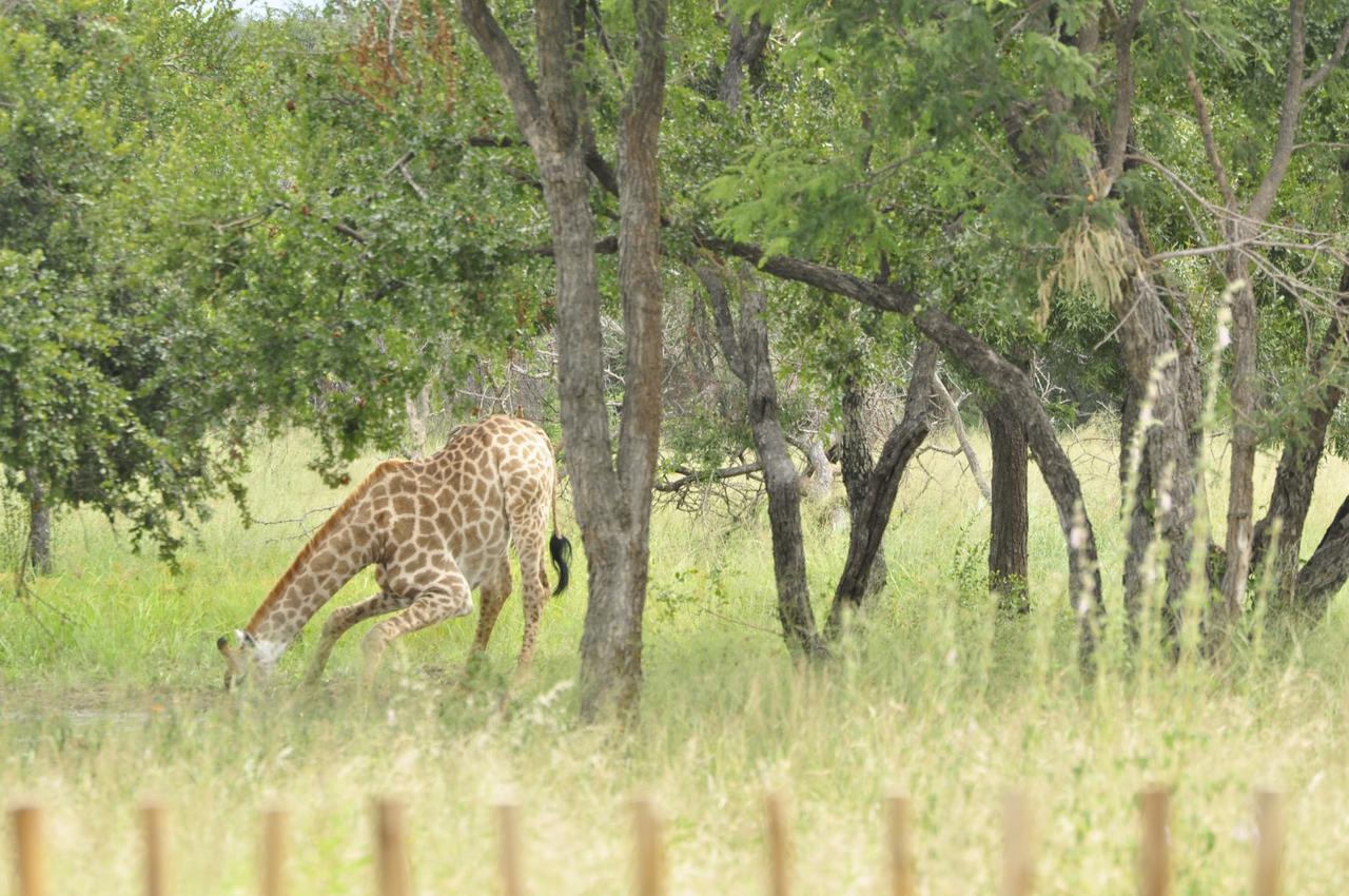 הודספרויט Nyumbani Estate Bush Lodge מראה חיצוני תמונה