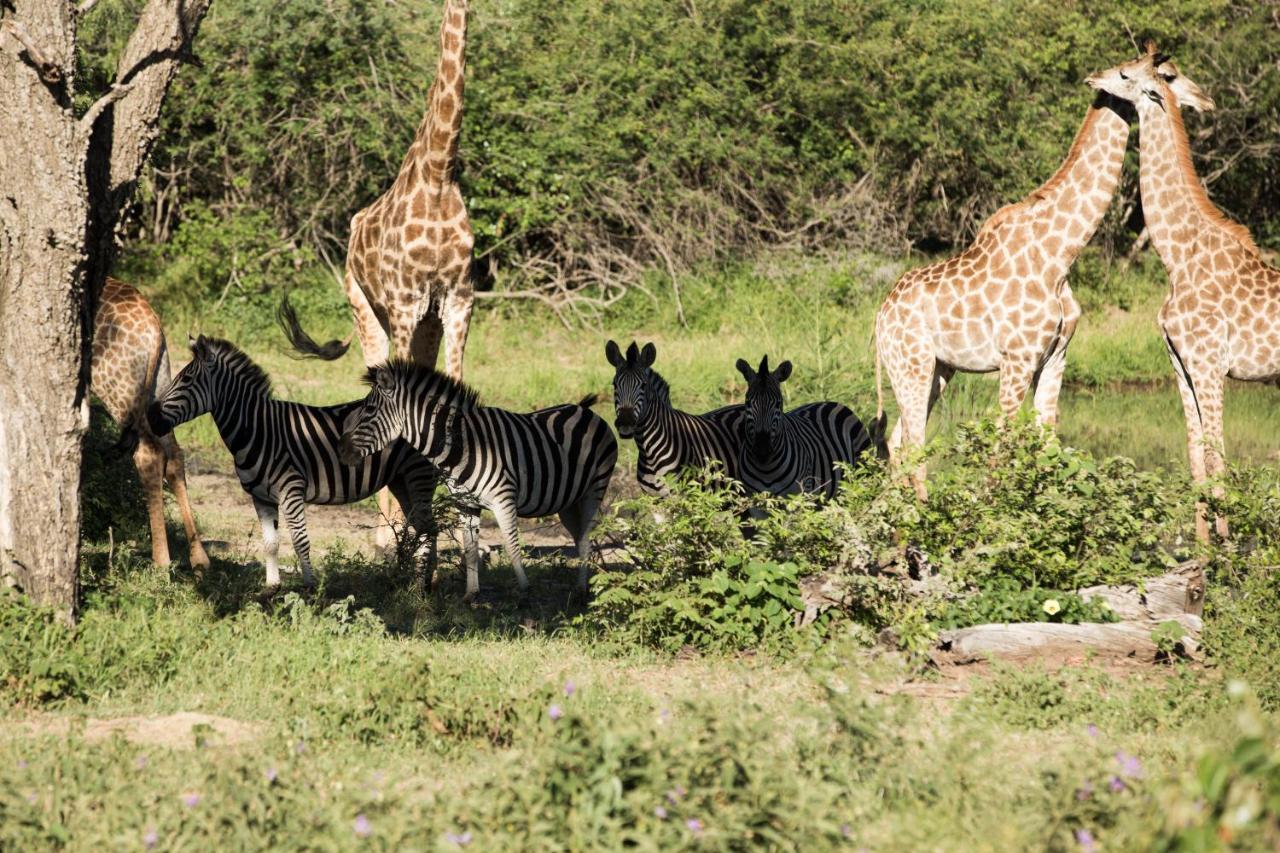 הודספרויט Nyumbani Estate Bush Lodge מראה חיצוני תמונה