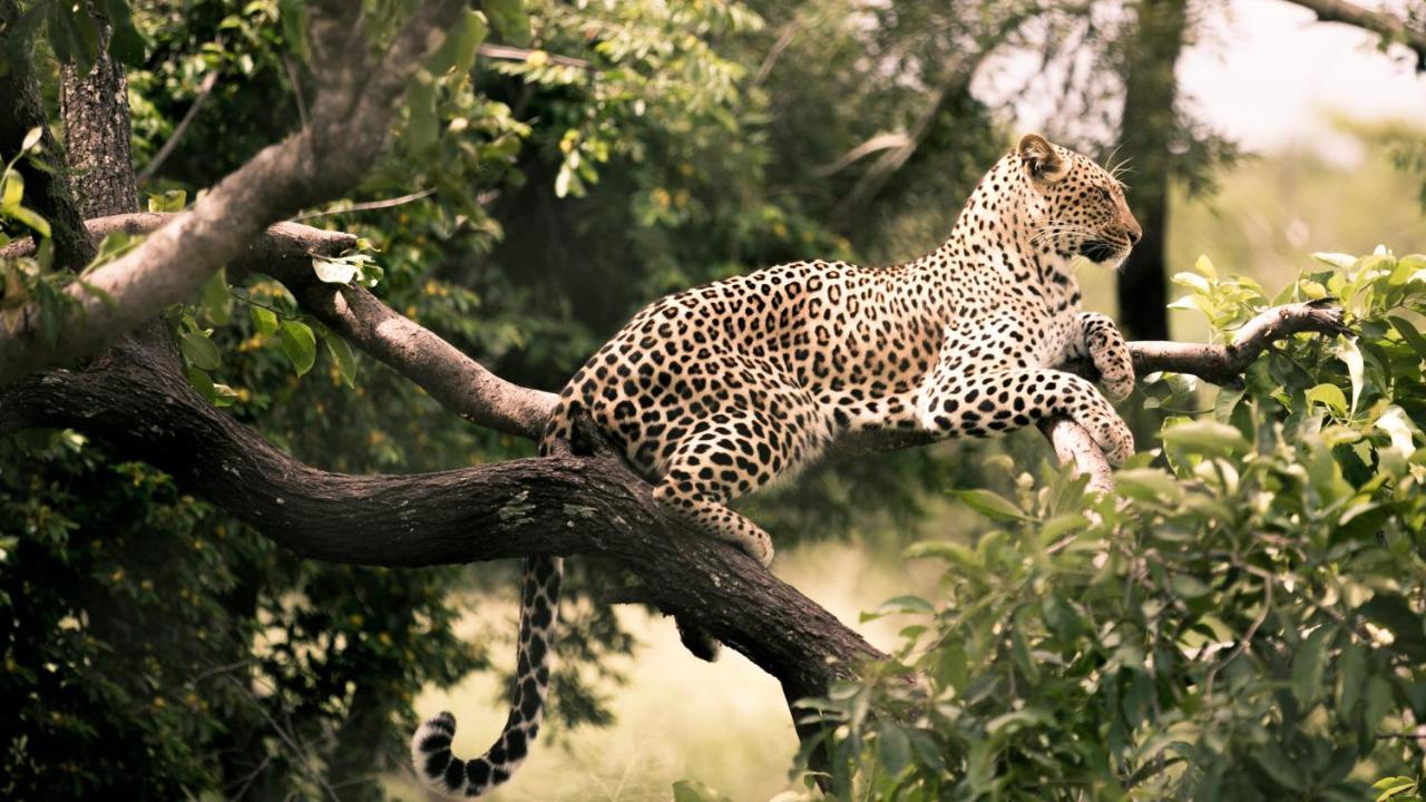 הודספרויט Nyumbani Estate Bush Lodge מראה חיצוני תמונה